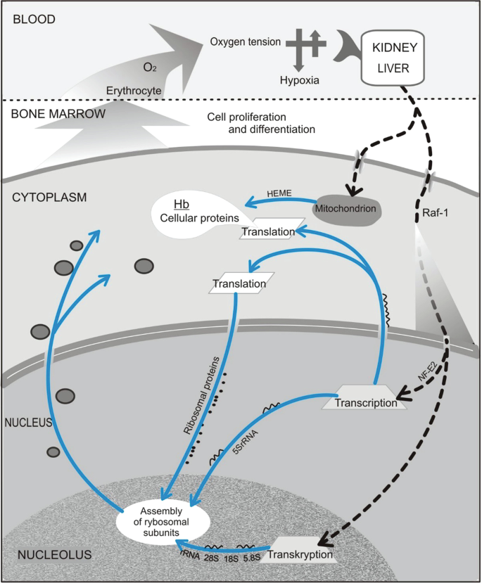 A diagram depicts the flow of coordination and cooperation signals in blood on the top through bone marrow, cytoplasm, nucleus, and nucleolus at the bottom. Synthesis of proteins in cells is indicated.