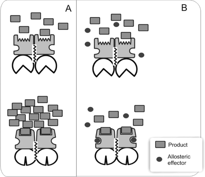 Two illustrations of internal cell receptor complex. A, depicts the structure with low and high product concentrations. B, presents the structure that binds the low and high product concentrations to the allosteric effector.