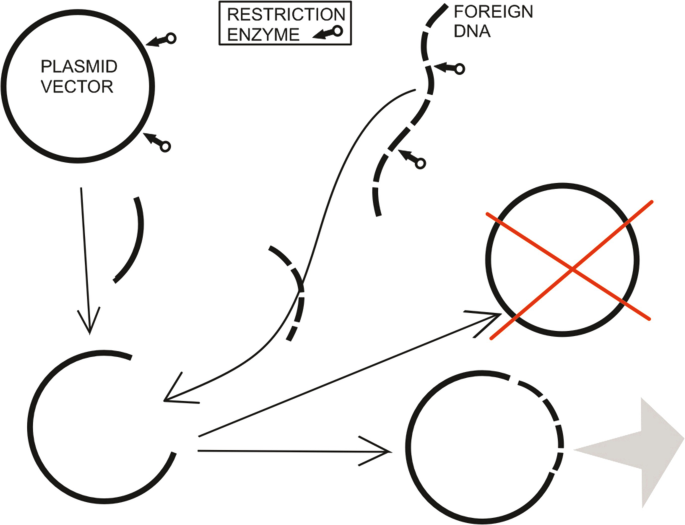 An illustration of D N A amplification. Restriction enzyme acts on plasmid vector and foreign D N A. They are combined to form a modified plasmid.