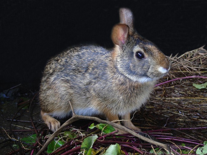 Mottling Rabbit Dice’s Cottontail Sylvilagus dicei Harris, 1932 | Springer Nature Link ...