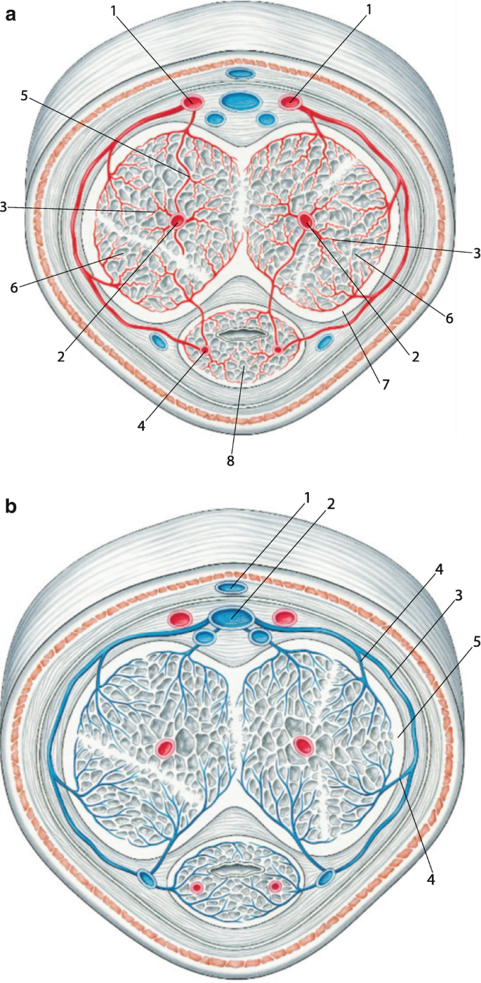 Disorders of Erection, Cohabitation, and Ejaculation | SpringerLink