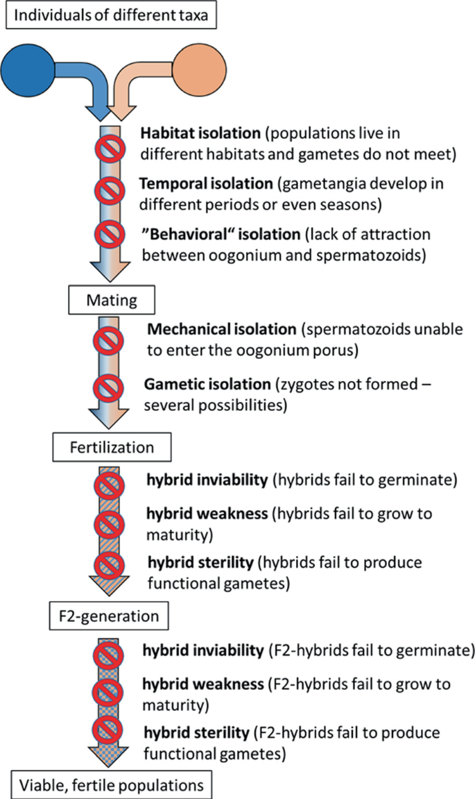 Taxonomic Concepts and Taxonomic Evolution in European Characeae 