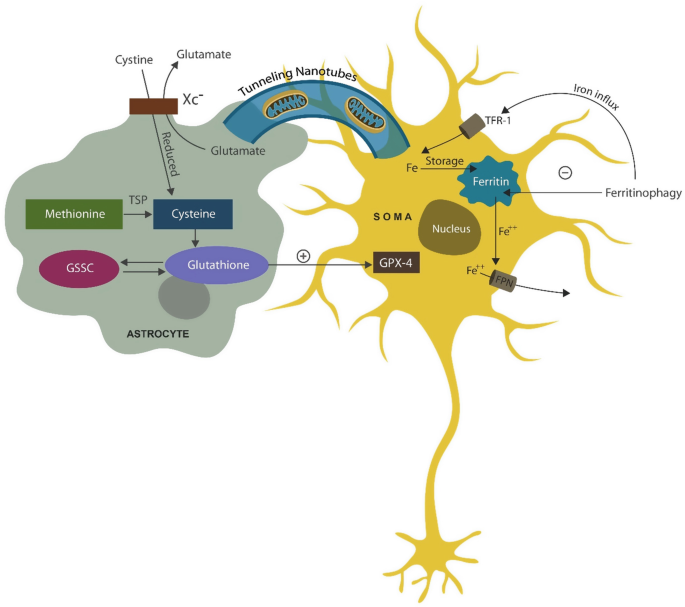 glutathione and ferritin Ferroptosis vs. Ferrosenescence in Neurodegeneration Schizophrenia Pack:6 Bottles bpc 157 for disc bpc peptide