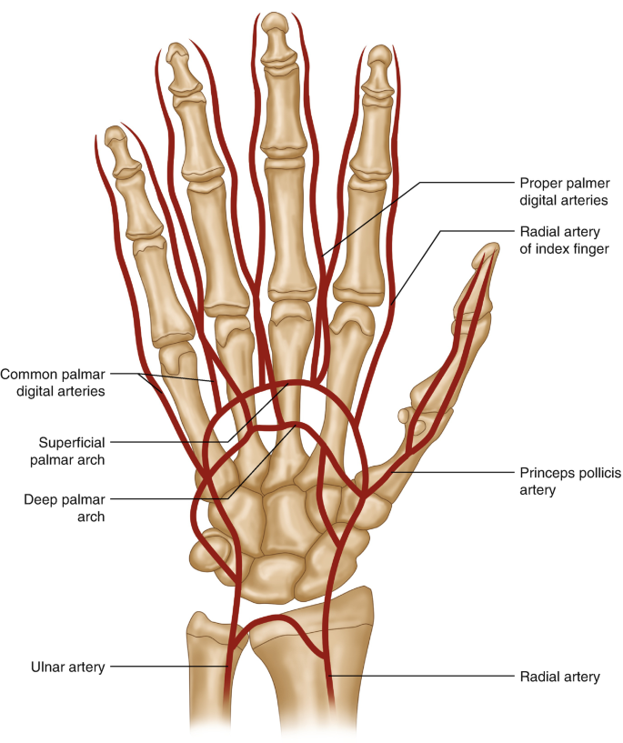 Arterial supply to the hand | Radiology Reference Article | Radiopaedia.org