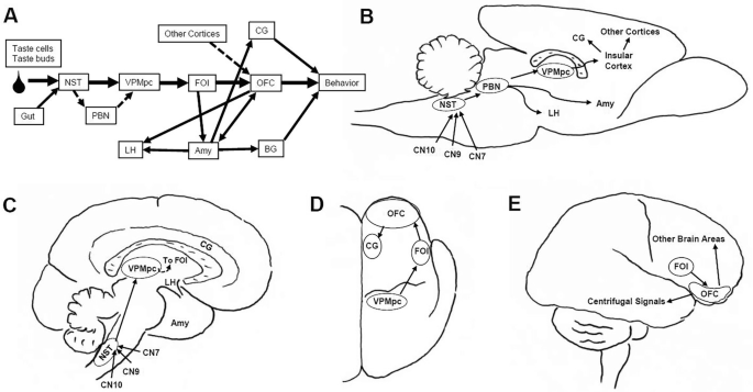 5 diagrams. A. A flow diagram indicates the major structures of the gustatory system. B. C N 10, 9, and 7, N S T, P B N, L H, Amy, VP M p c, C G, insular cortex, and other cortices are marked. C to E exhibit the flow of taste signals from the cranial nerves to other cortex areas.