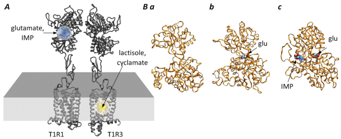 4 schematics. A. It marks T 1 R 1, T 1 R 3, glutamate I M P, and lactisole cyclamate. B set has 3 subsets. a. It depicts the Venus flytrap motif on the T 1 R 1 + T 1 R 3 umami receptor with no bound ligands. b. It has glutamate. c. It has both glutamate and I M P.