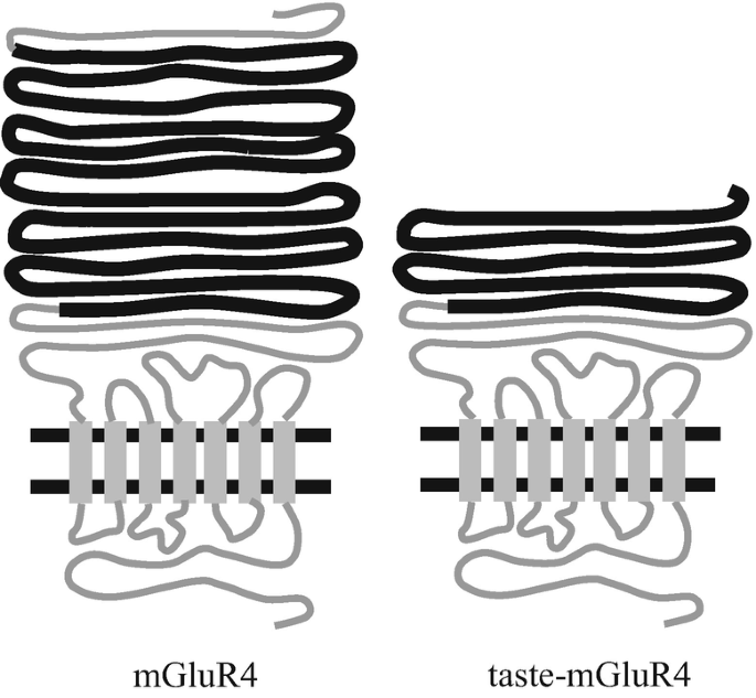 2 schematic representations of m G l u R 4 and taste m G l u R 4. The thick zig-zag wire-like structure in the latter is reduced by almost half.