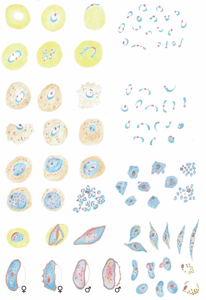 An illustration of the morphological characteristics of P. falciparum. It features several spherical, ellipsoidal, and irregular cells grouped into male and female cells.