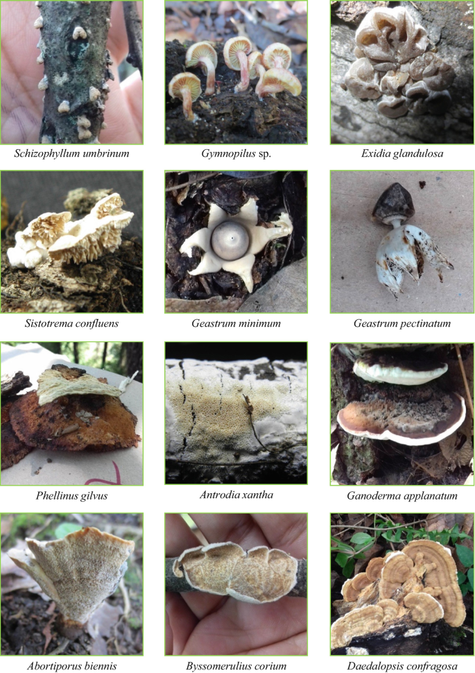 12 photos. Schizophyllum umbrinum resembles an inverted heart shape. Sistotrema confluence resembles a canopy with projections under it. Geastrum minimum resembles a starfish with a big ball in the center. Antrodia xanthan resembles a sponge. Abortiporus biennis resembles an irregular V-shaped vase.
