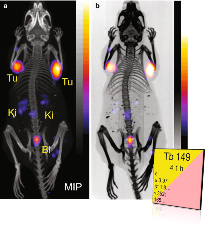 2 full body scans of the mice with multiple intensity projections. Few intensities of the tracer are present near the chest cavity and between the pelvic cavity using terbium 149.