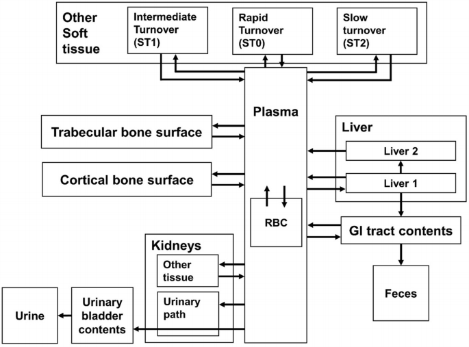 A model diagram. Rapid turnover, intermediate turnover, and slow turnover exhibit correlation with plasma, and plasma is co-related to the trabecular bone surface, cortical bone surface, kidneys, and urinary bladder contents.
