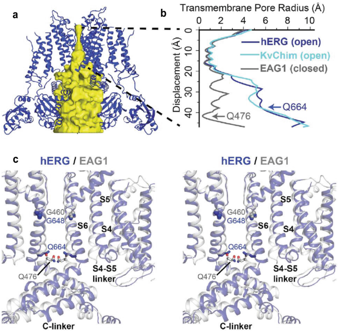 A set of 3 ribbon diagrams and a graph. A, Central pore with ribbon structures. B, Graph plots displacement versus transmembrane pore radius. It displays curves for h E R G open, K v Chim open, and E A G 1 closed. C, 2 Ribbon diagrams of K v 11.1 and K v 10.1.