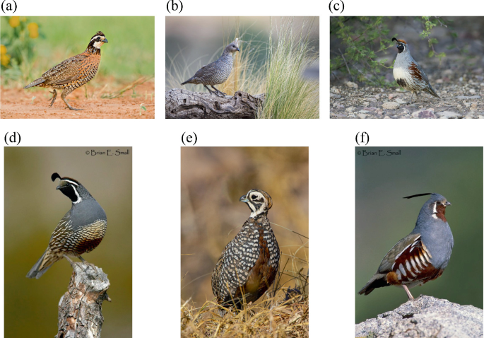 Six photographs of the different quail species standing on barren land or wood pieces. The quails have medium-sized bodies with overlapping feathers and tails. They also exhibit head plumes and small beaks.