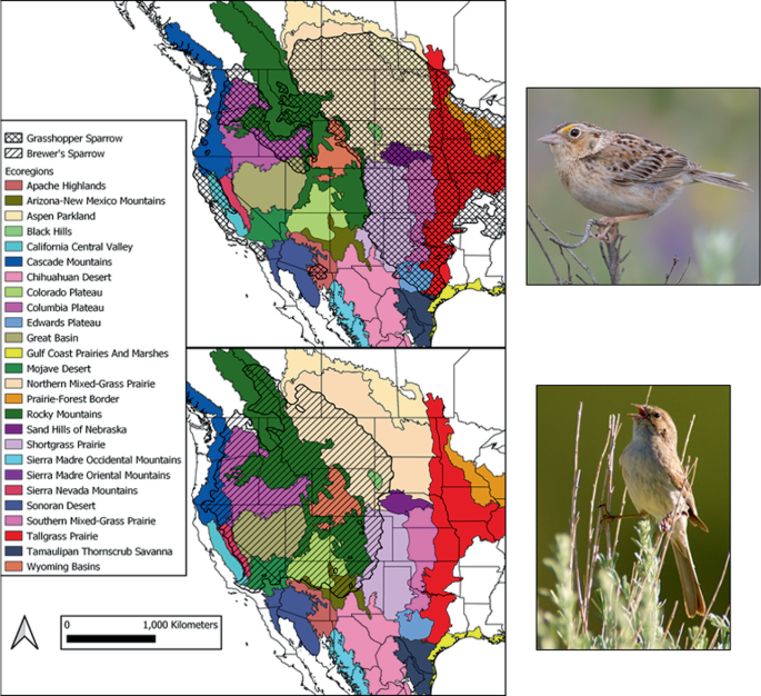 2 maps of North America are categorized based on distributions of sparrows with ecoregions including Apache Highlands, Aspen Parkland, Black Hills, Cascade Mountains, Colorado Plateau, Great Basin, and the Mojave Desert. The right has 2 photos of the Grasshopper and Brewer’s sparrows, respectively.