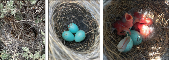 Three photos exhibit the Brewer's Sparrow on the nest, 3 eggs inside the nest, and the hatchlings from the eggs inside the nest.