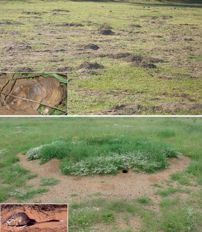 2 photos. The grasslands exhibit the mounds on the ground with burrows at the center and have inset photos of a Botta pocket gopher and a banner-tailed kangaroo rat, respectively.