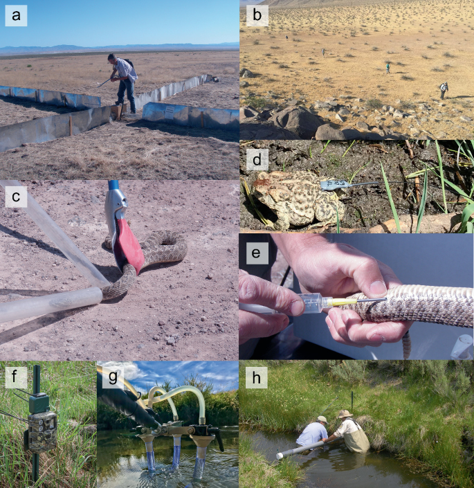 8 Photos. A. A man making fences, B. a few men standing in a barren land, C. a snake trapped by a tube-like instrument, D. a toad trapped by radio-telemetry, E. injecting a snake, F. call recorder, G. species detector in a waterbody, and H. 2 men fixing a tube in a water channel.