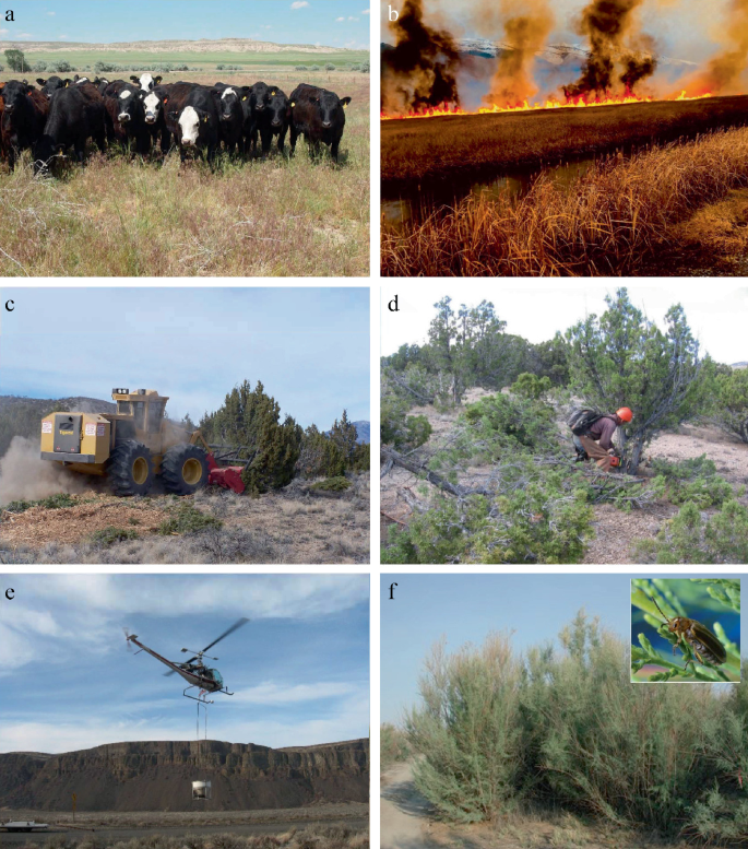 6 Photographs. a. Cattle grazing the grass. b. Fire is set intentionally to remove unwanted plants and grow new vegetation. c. Bull hogs clearing trees and bushes. d. Trees are cut and left on the ground to become compost. e. Herbicide is being sprayed using a helicopter. f. Biocontrol is used to control plant pathogens.