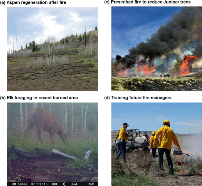 4 photographs display the Aspen regeneration after a fire, Elk foraging in a recently burned area, a prescribed fire to reduce juniper trees, and training future fire managers.