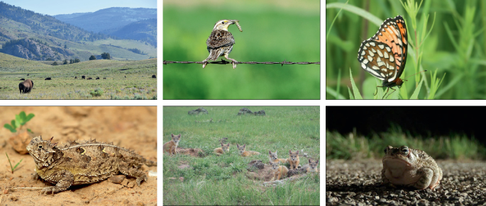 Six photographs. The photos are of bison on grassland, western meadowlark on a fence, regal fritillary on a plant, Texas horned lizard on the ground, swift fox on grassland, and Great Plains toad on the ground.