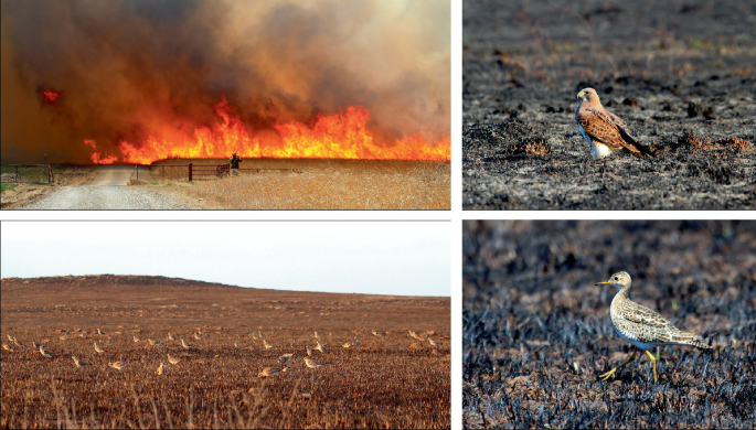 Four photos. The first photo is of a wildfire. The rest of the photos are of Swainson’s hawk, American golden plover, and Upland Sandpiper on the ground.
