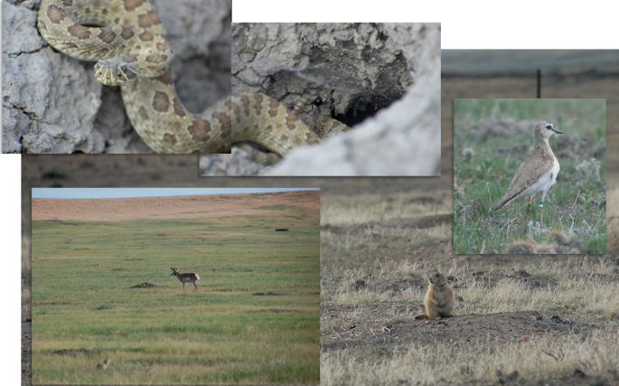 A collage of five photos of ecosystem around black-tailed prairie dogs. The photos are of Prairie Rattlesnake, Black Window, Mountain Plover, Black-tailed Prairie dog, and Pronghorn.