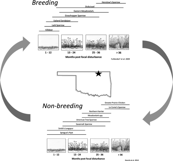 A cyclic flow diagram for breeding birds and non-breeding birds in the months post focal disturbance. The breeding birds are Killdeer, Grassland Sparrow, Upland Sandpiper, and more. The non-breeding birds are Smith's Longspur, Savannah Sparrow, American Tree Sparrow, and more.