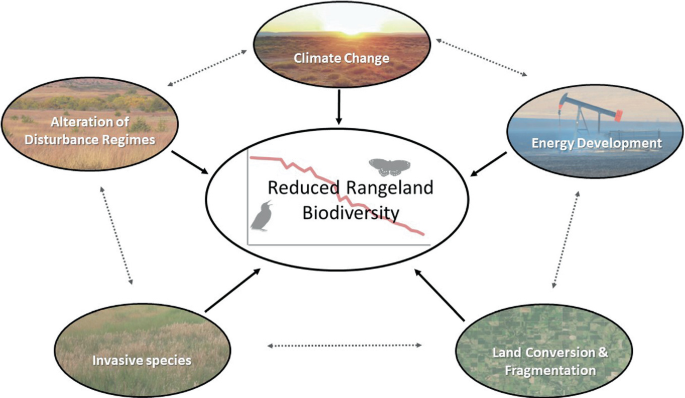 A circular flow diagram of reduced rangeland biodiversity. The elements are, climate change, energy development, land conversion and fragmentation, invasive species, and alteration of disturbance regimes.