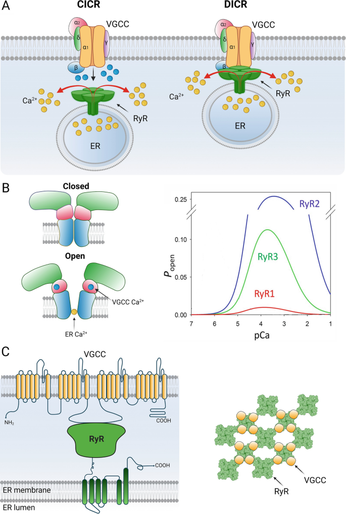 Three illustrations. A. R y R activations with V G C Cs, depicting C I C R and D I C R mechanisms. B. An activation module exhibits closed and open states of R y Rs and a line graph of P open versus p C a for R y R 1, 2, and 3. C. V G C C activation through R y R with E R membrane and E R lumen.