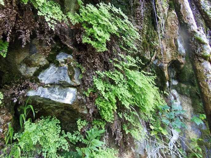 A photograph of an Armenian wet inland cliff with Adiantum capillus-veneris, growing in tufts.