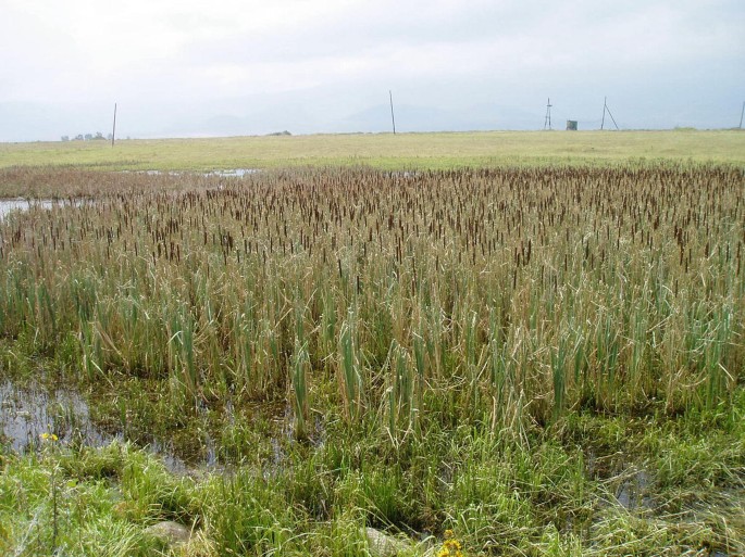 A photograph of reedbeds without free-standing water in Armenia.