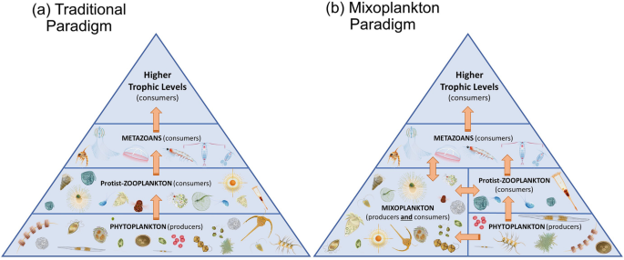 A Revised Interpretation of Marine Primary Productivity in the Indian  Ocean: The Role of Mixoplankton