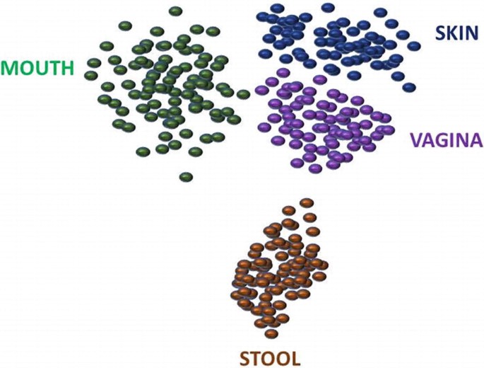 An illustration of a healthy microbiome map. It consists of clustered oval-shaped microbiomes of the mouth, skin, vagina, and stool.