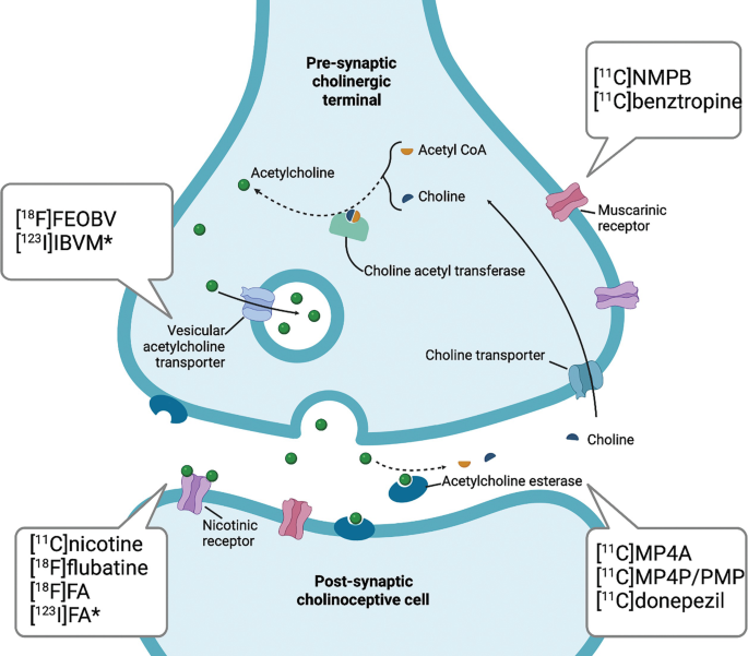 An illustration of acetylcholine metabolism in cholinergic neurons and P E T tracer. The pre-synaptic cholinergic terminal and post-synaptic cholinoceptive cells are indicated, and other labels are listed.