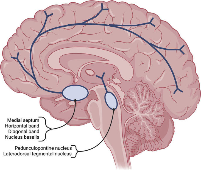 An illustration of the cross-section of the brain. It labels 4 cell groups in the basal forebrain and 2 nuclei in the thalamus region.