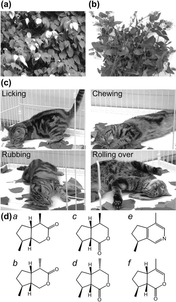Drug for cats?? Catnip, valerian, silver vine, honeysuckle, catmint:  olfactory enrichment! 