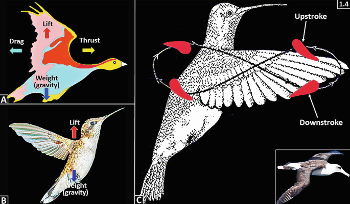 Science: evidence is intelligence - Jet-Size Pterosaurs Took Off