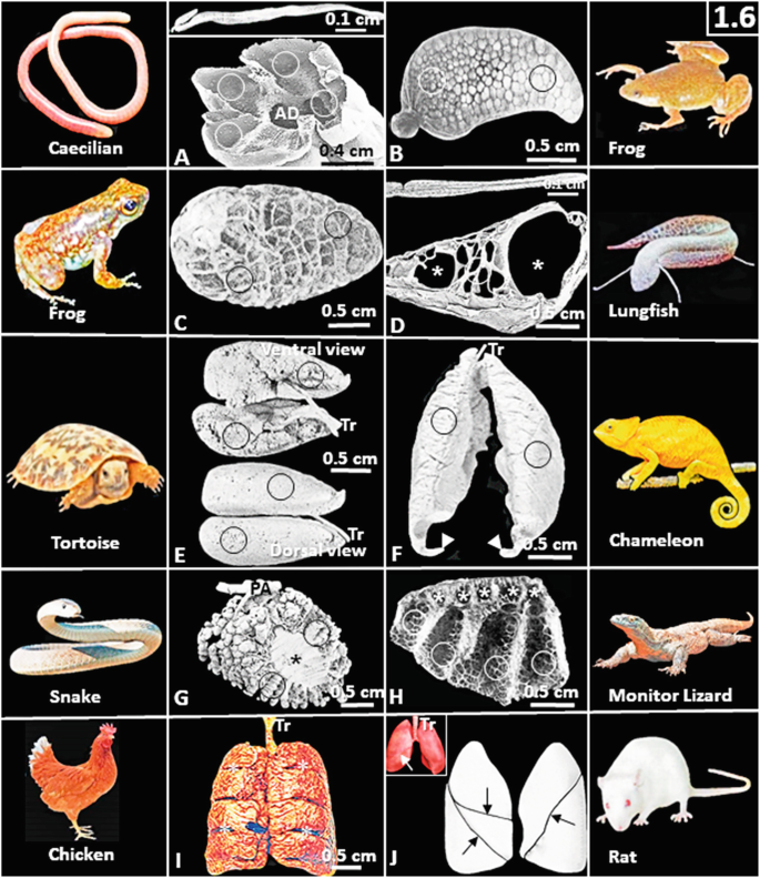 Snakes play vital role in ecosystems, humans' health > Robins Air Force  Base > Article Display