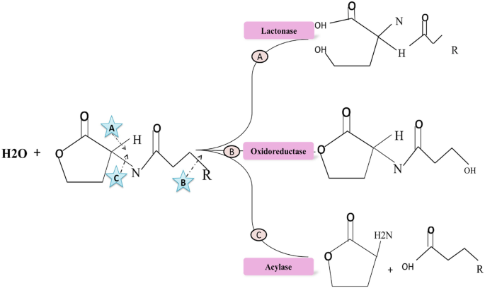 A schematic diagram presents the actions of 3 enzymes indicated as follows. A, lactonase hydrolyzes lactones. B, oxidoreductase catalyzes oxidation-reduction reactions. C, acylase breaks down the A H L amide linkage.