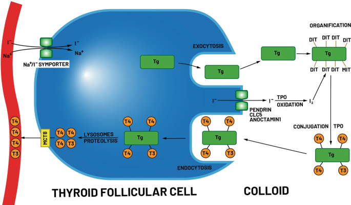 A schematic diagram illustrates the mechanism of the thyroid with two labels at the bottom, thyroid follicular cell on the left and colloid on the right.