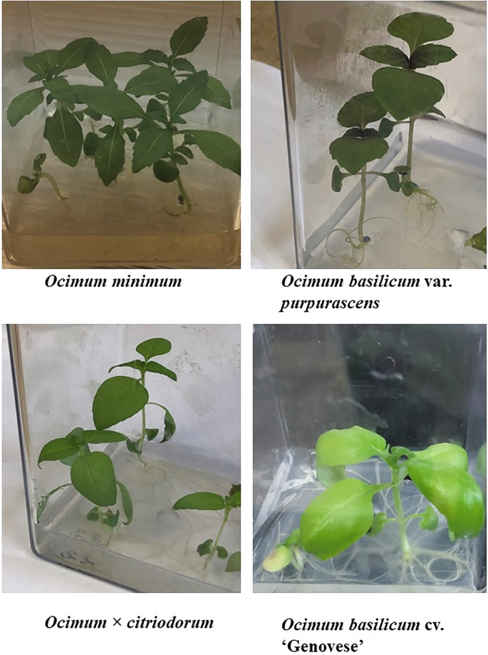 4 photographs of in-vitro cultivation of plants of ocimum taxa. 1. It illustrates ocimum minimum. 2. Ocimum basilicum variant purpurascens. 3. Ocimum citriodorum. 4. Ocimum basilicum c v egnovese.