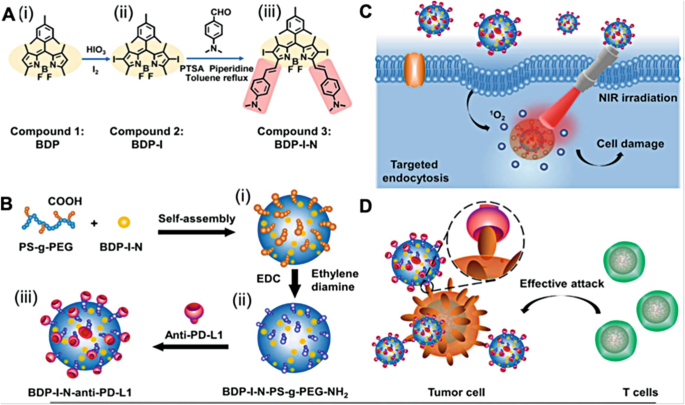 Four illustrations. a. It has three components labeled B D P, B D P-1, and B D P -1 . b. The C O O H and B D P-1-N together form ethylene diamine through self-assembly. c. It includes cell damage and endocytosis. d. It has a tumor cell and T cells with an effective attack.