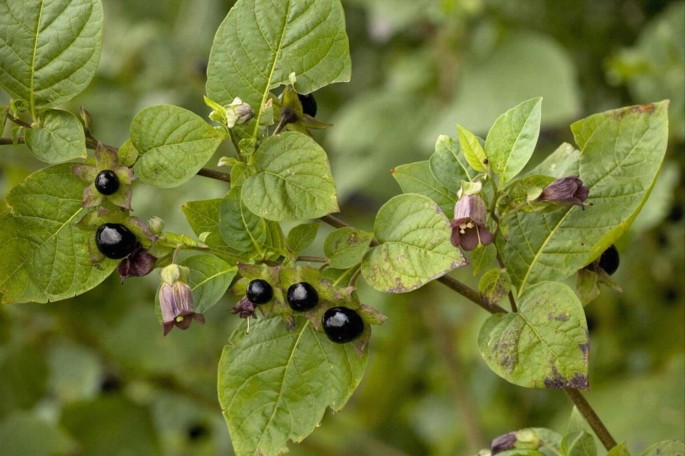 Belladonna | Springer Nature Link