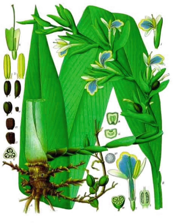 A schematic diagram elaborates the morphology of the cardamom plants, leaves, branches, and flowers.