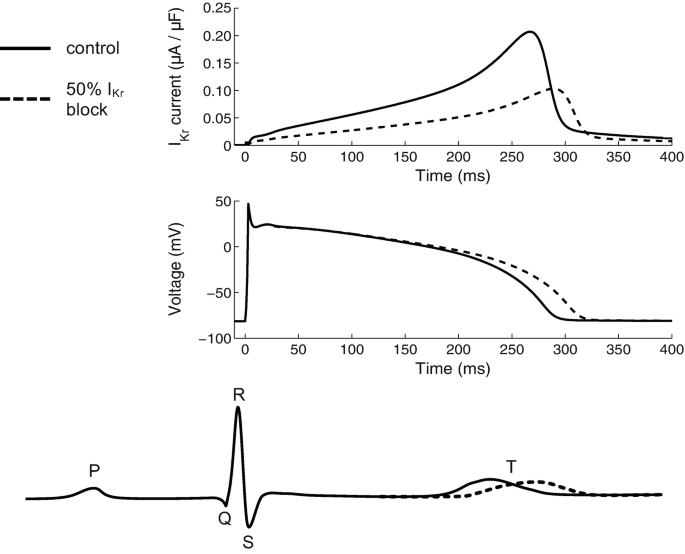 Computational Cardiac Safety Testing SpringerLink