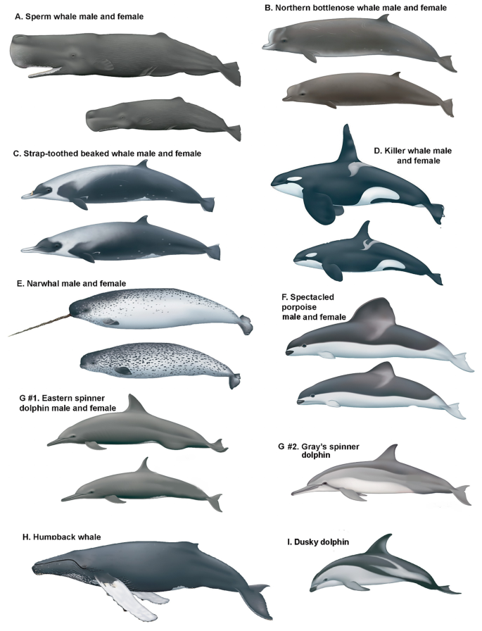 A photograph of 17single and paired fish named a. sperm whale male and female, b. northern bottlenose whale male and female, c. strap-toothed beaked whale male and female, d. killer whale male and female, e. Narwhal male and female, f. spectacled porpoise male and female, hashtag 2 gray's spinner dolphin, h. humpback whale, and i. Dusky dolphin.