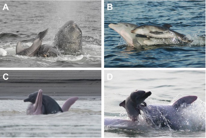 Four photographs are labeled from a to d. A and B have common bottlenose dolphins in the sea. C has Amazon River dolphins. D has an Indo-Pacific humpback dolphin.