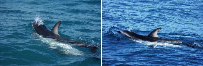 Two photos represent male and female dolphins swimming in the sea.