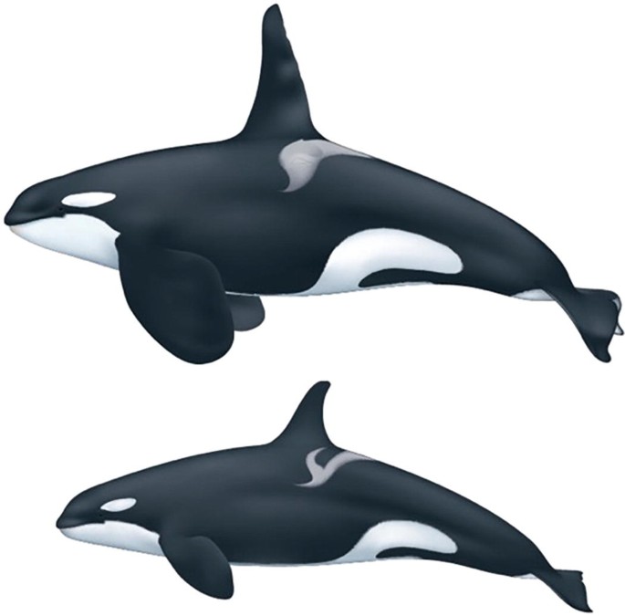 A photograph of Resident killer whales of two different sizes and genders.