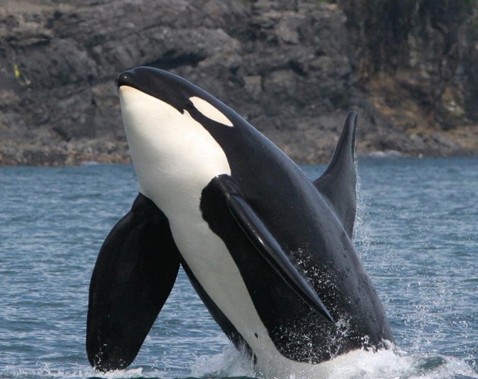 A photograph of a resident killer whale with a large pectoral flipper.